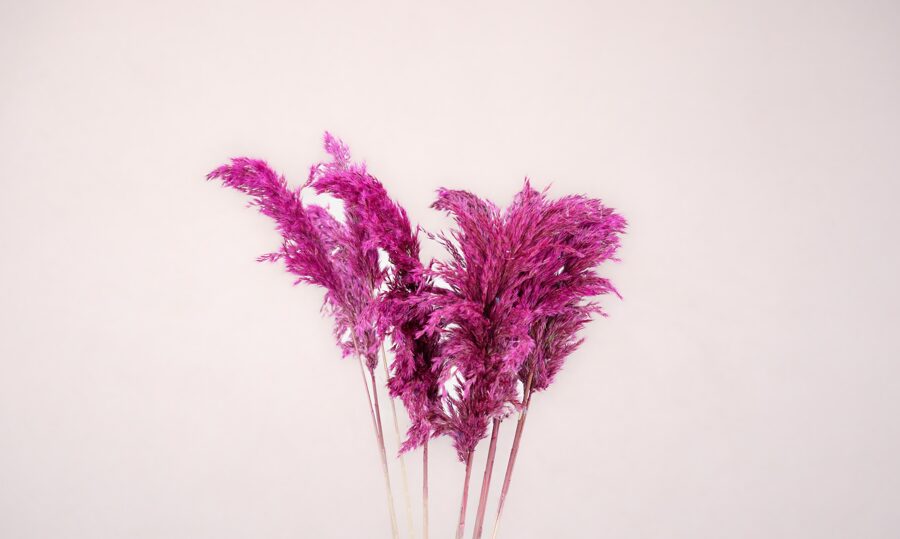 Cortaderia pink