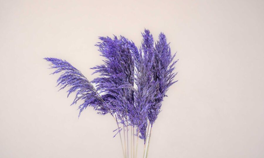 Cortaderia violet