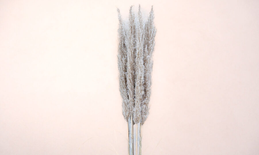 Cortaderia